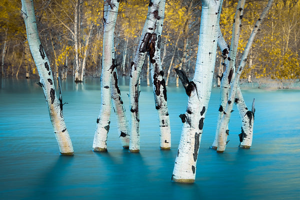 Rooted Beneath