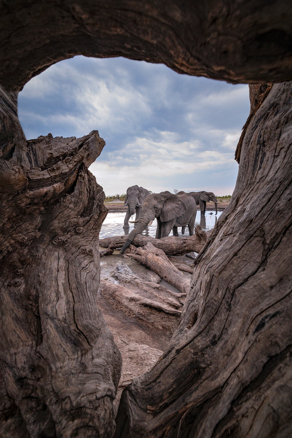 Window Into Africa