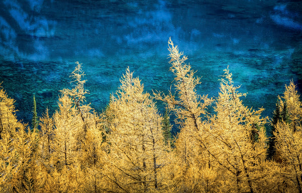 Wallpaper - Autumn Contrast