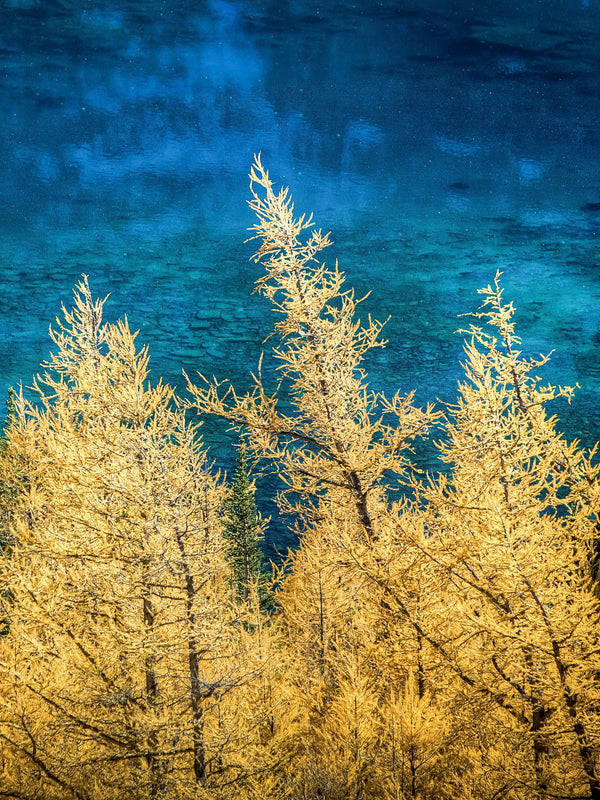 Wallpaper - Autumn Contrast