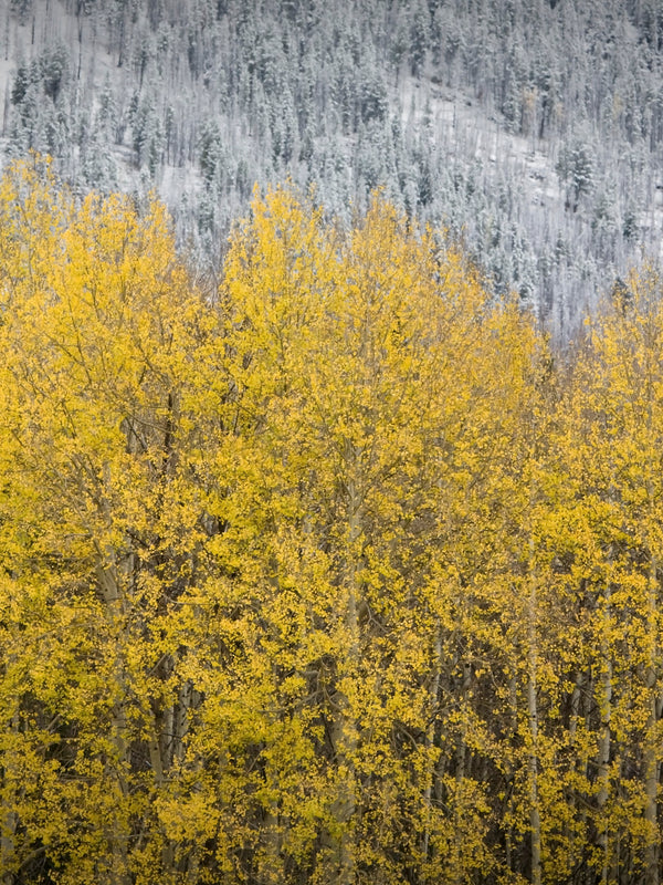 Wallpaper - Change of Seasons