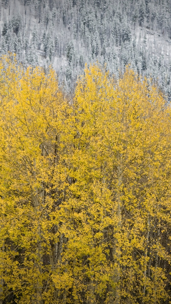 Wallpaper - Change of Seasons