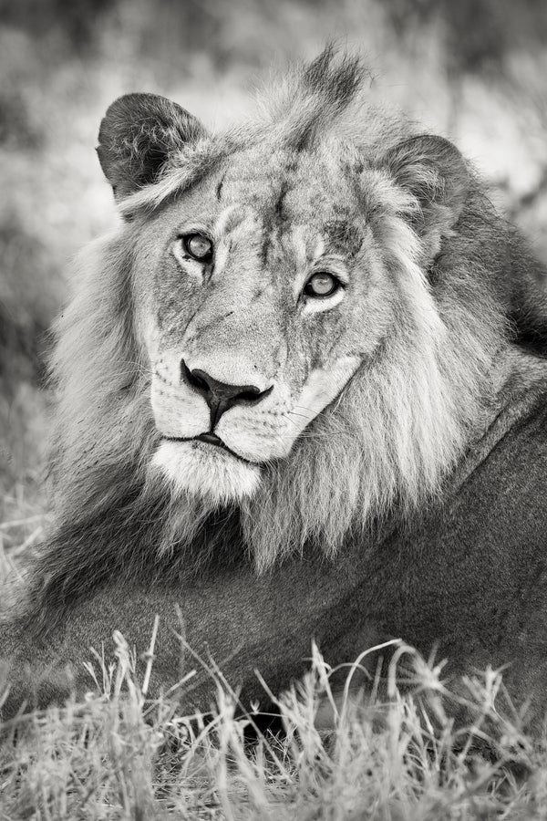 Soulful Gaze