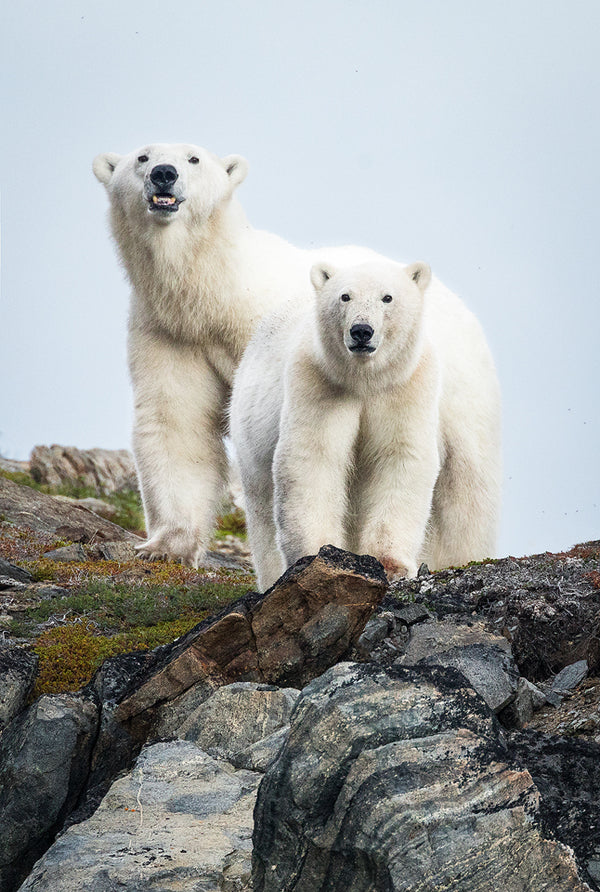 Masters of the Torngats
